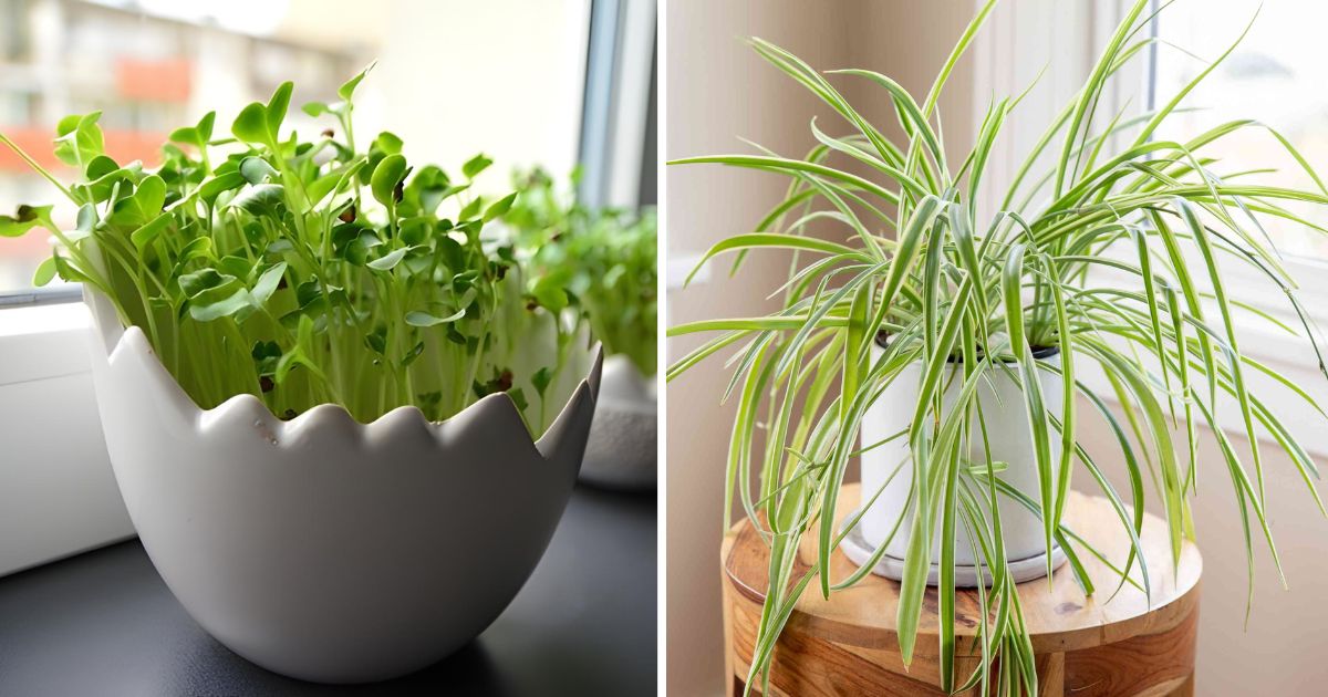 26 Easy-To-Grow Plants For Kitchen Windowsill
