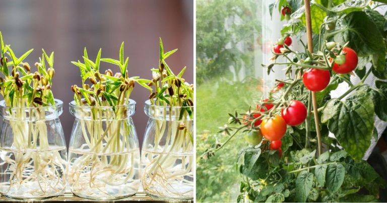 Easy-To-Grow Vegetables For A Windowsill Garden