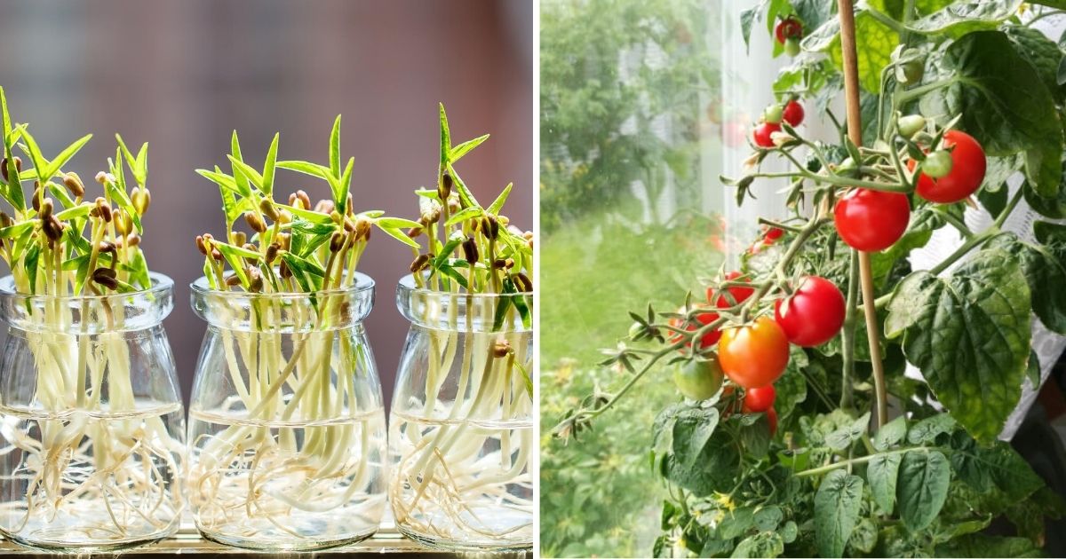 Easy-To-Grow Vegetables For A Windowsill Garden