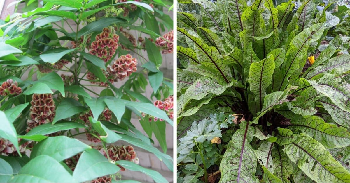 14 Easy-To-Grow Vegetables For Landscapes And Gardens