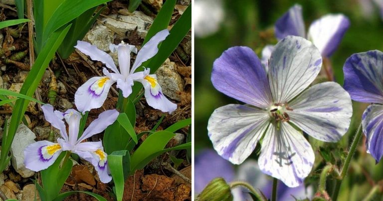 15 Easy-To-Grow White And Purple Flowers For Your Garden