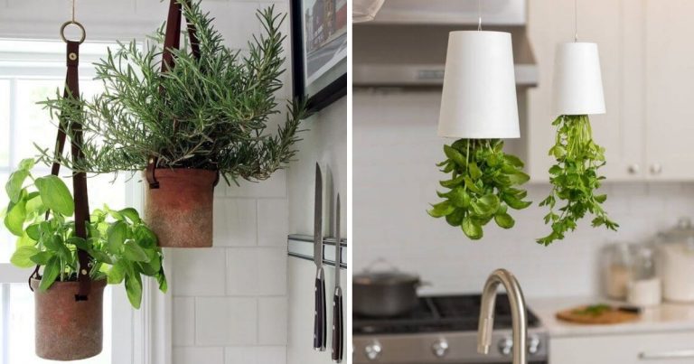 20 Easy Ways to Start a Hanging Indoor Herb Garden