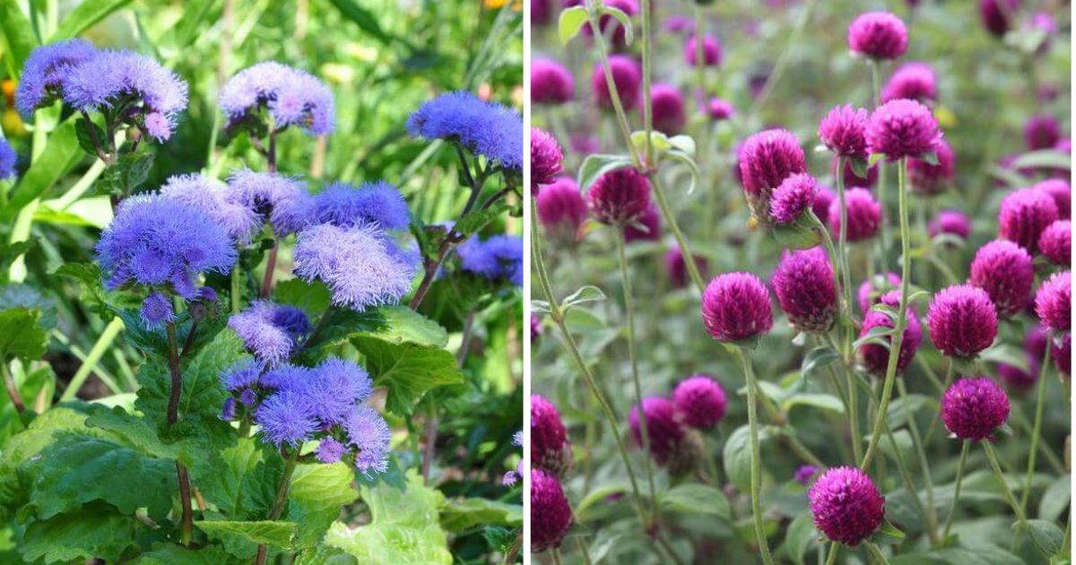 14 Easy to Grow Cut Flowers For Beginners