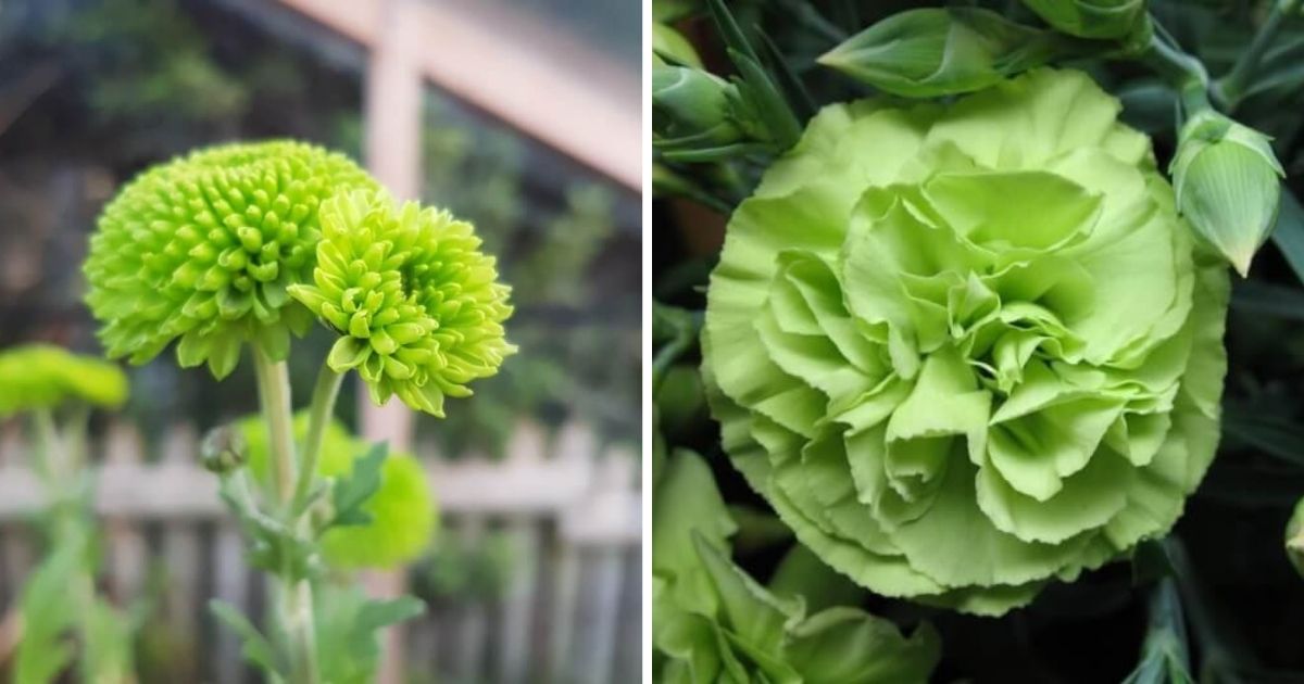 21 Easy to grow Green Flower Varieties