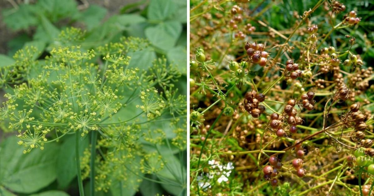 6 Edible Seeds To Grow In Your Garden