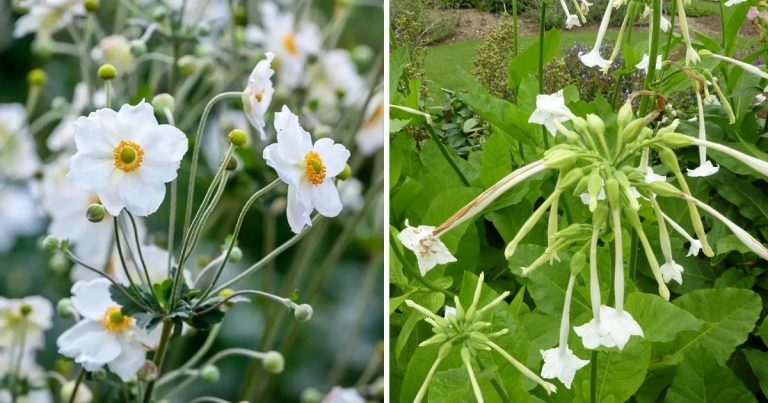 12 Elegant White Flower Types To Grow For Borders