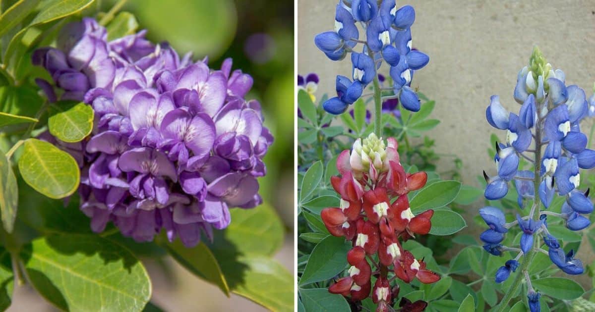 12 Excellent Nitrogen Fixing Plants To Grow In The Garden