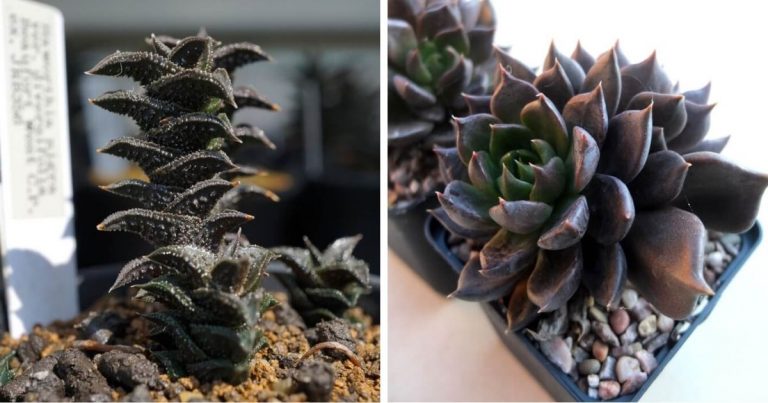 8 Exotic Black Succulents To Add Unique Beauty In The Home And Garden