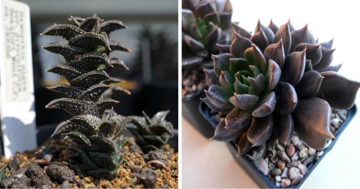 8 Exotic Black Succulents To Add Unique Beauty In The Home And Garden