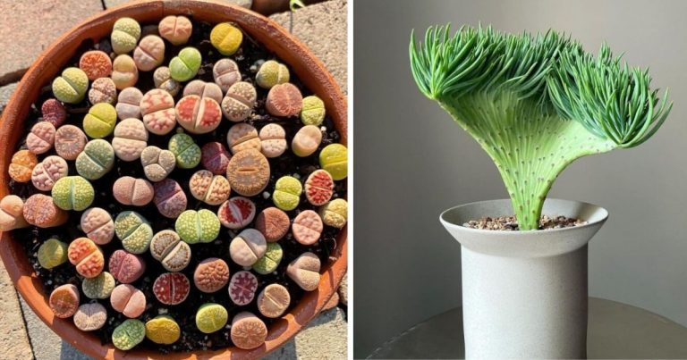 Exotic Succulent Types That Look Like Something
