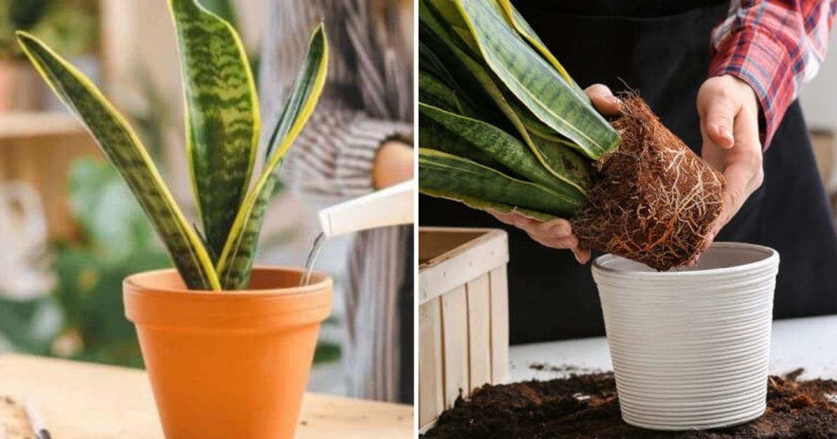 Explore Secrets To Help Your Snake Plant Blooms