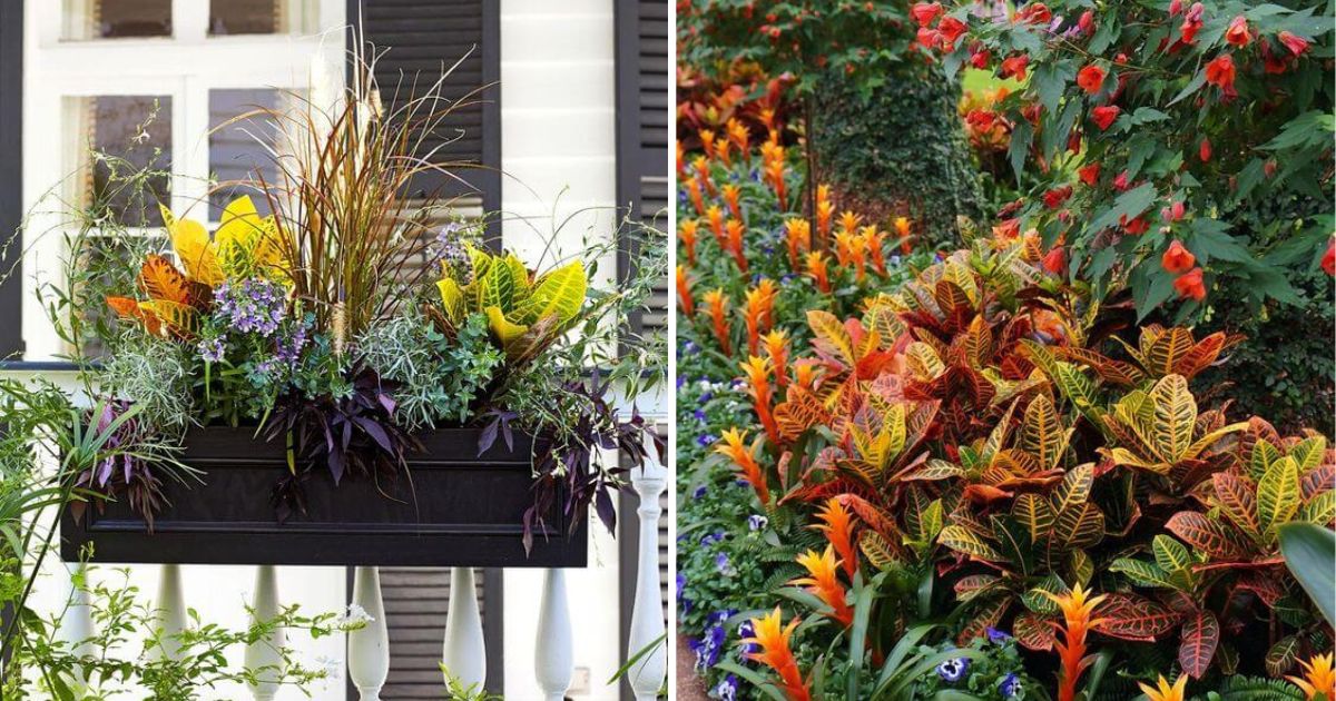 18 Eye-Catching Landscaping Inspirations With Croton Plant