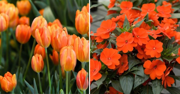 30 Eye-catching Orange Flowers That Give A Vibe Appeal To Your Garden