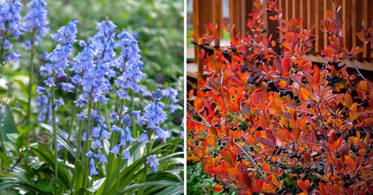 29 Fall Foliage Plants That Look Great In The Garden
