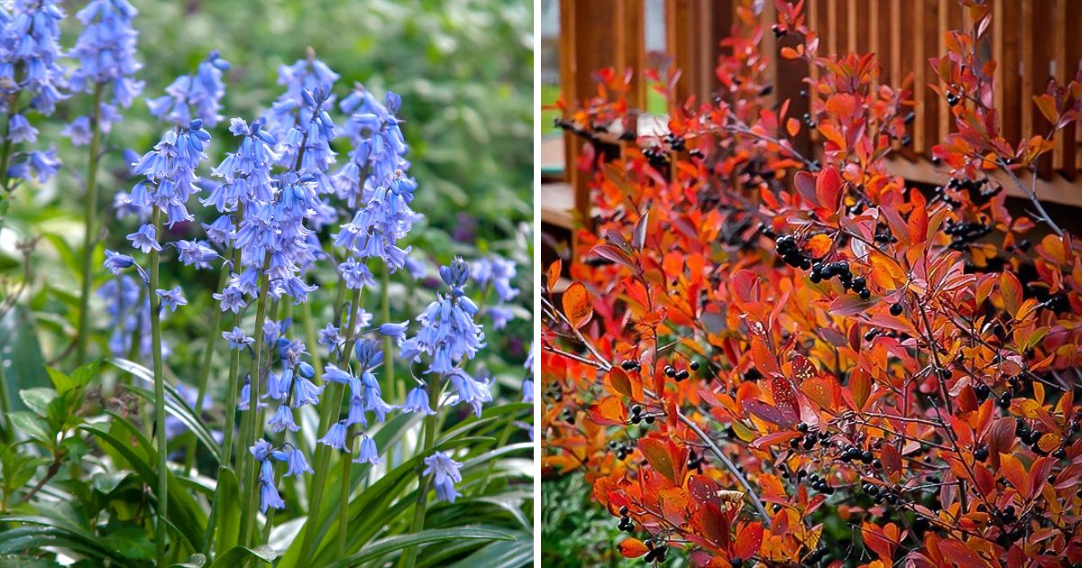 29 Fall Foliage Plants That Look Great In The Garden