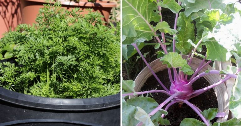 15 Fall Vegetables That Grow Quickly In Container Gardens