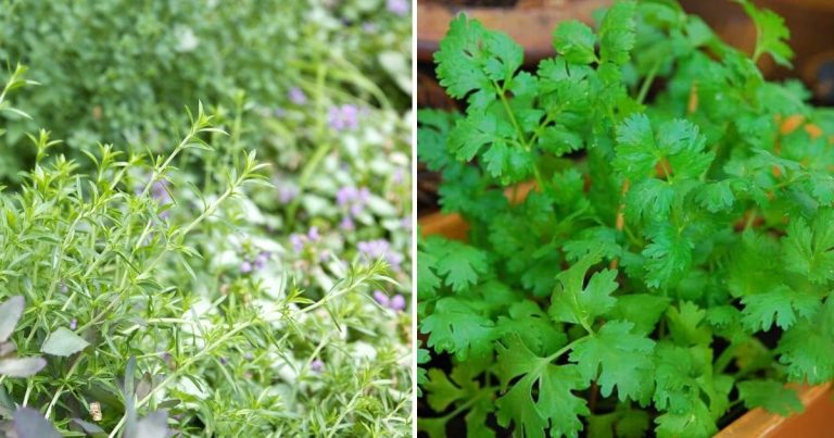 9 Familiar Herbs That You Can Grow In Fall