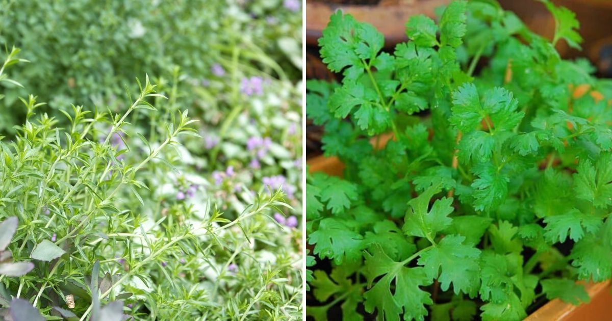 9 Familiar Herbs That You Can Grow In Fall