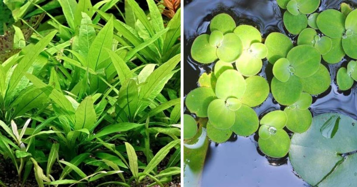 13 Fast-Growing Aquarium Plants For Your Water Garden