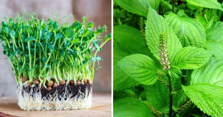 12 Fast Growing Leafy Green Vegetables