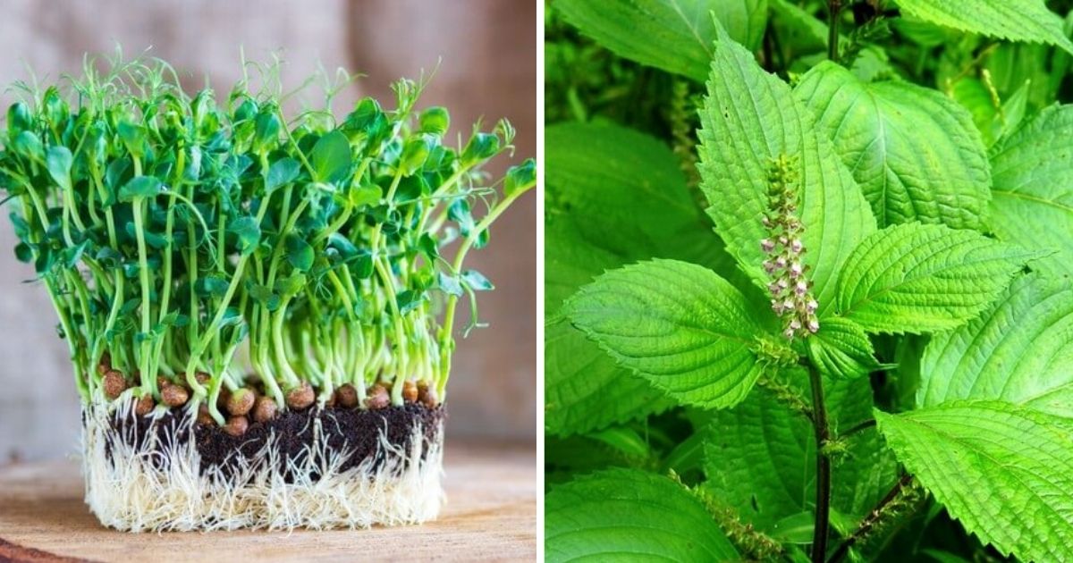 12 Fast Growing Leafy Green Vegetables