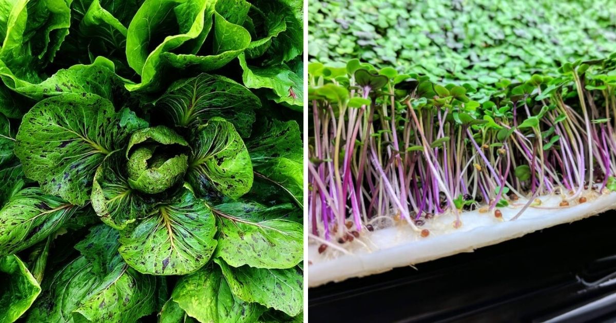 10 Fast-Growing Salad Vegetables To Harvest For A Short Time