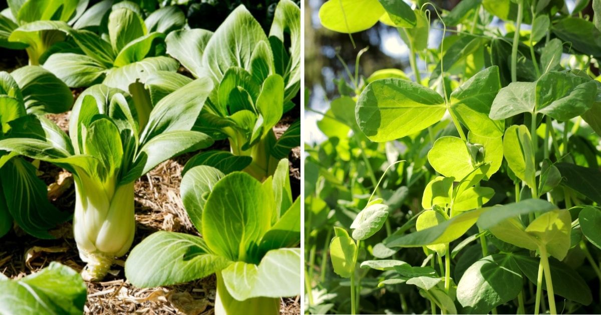 18 Fast-Growing Seeds To Sow For Harvesting In Just A Month