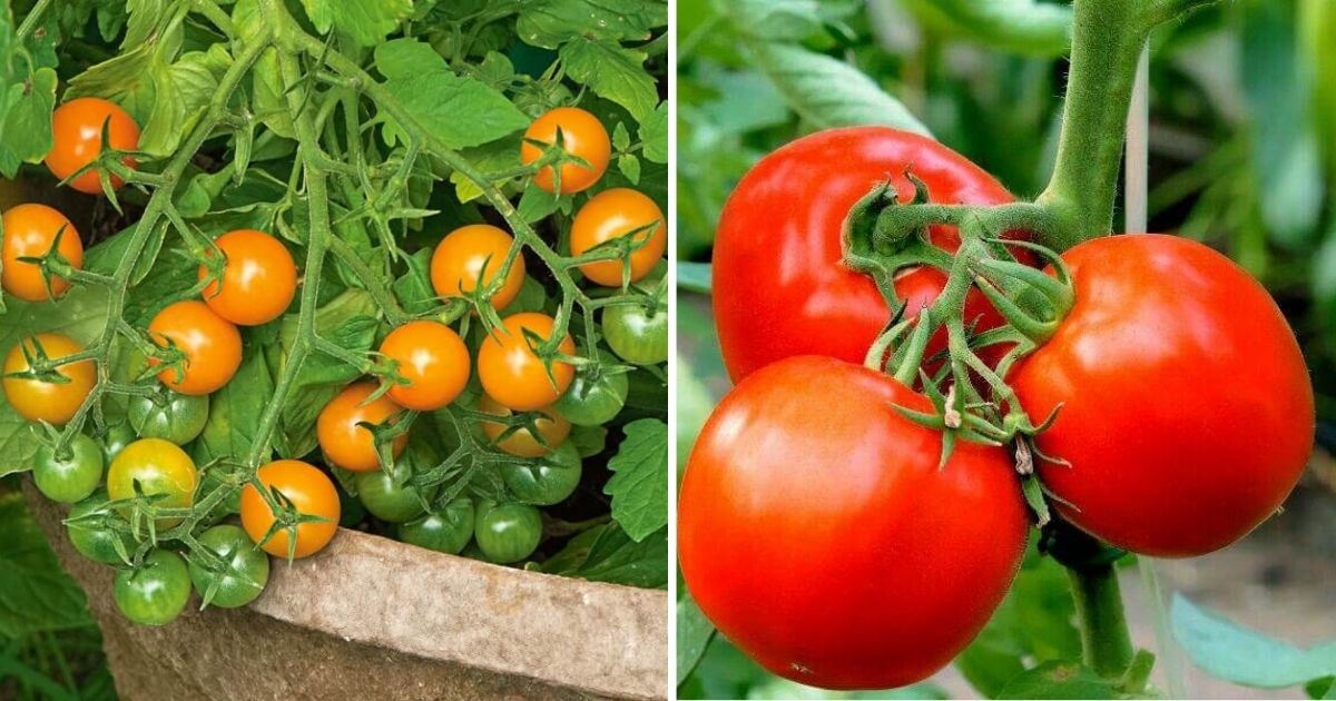 Fast Growing Tomato Types You Should Grow In The Garden For An Early Harvest