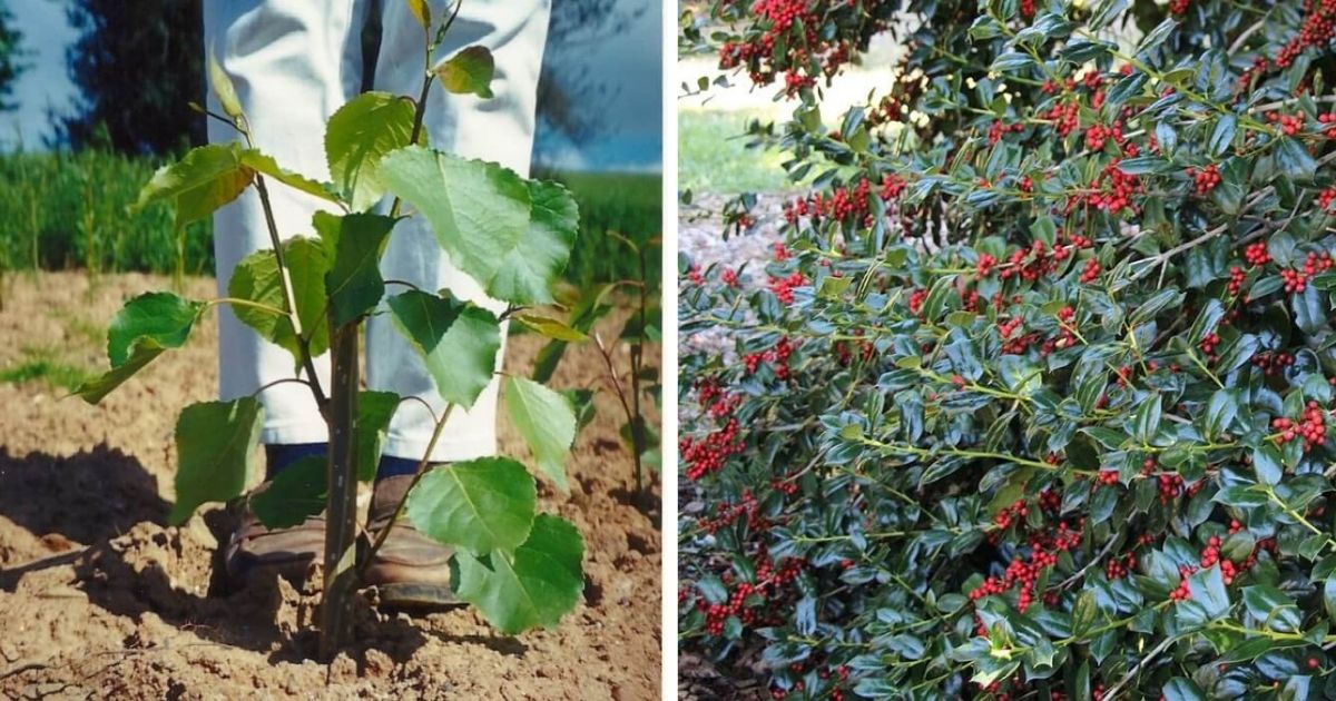 6 Fast-Growing Trees That You Can Grow For A Natural Privacy Screen