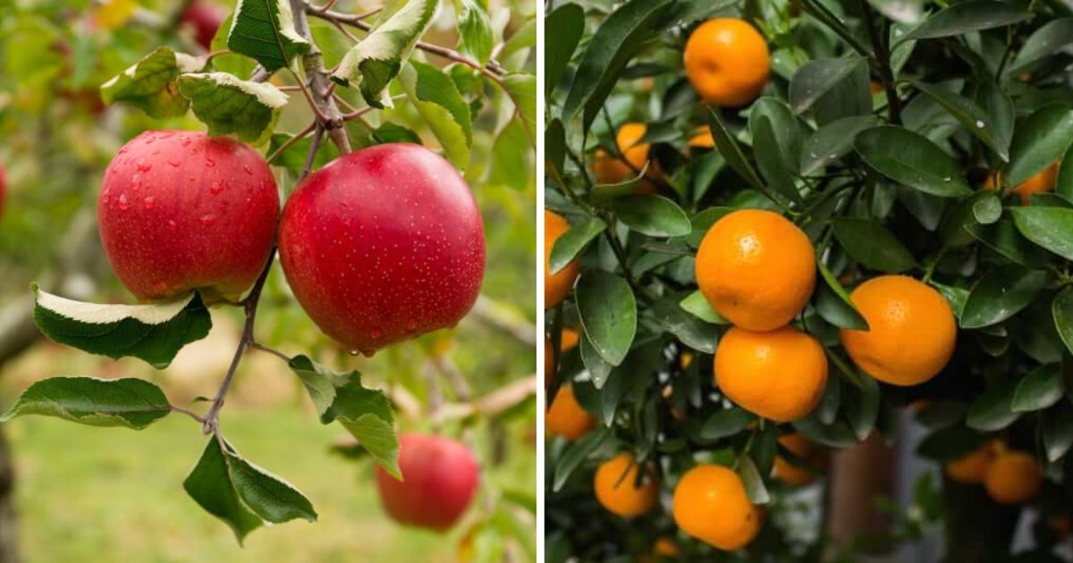 10 Fast-growing Fruit Trees For Your Garden