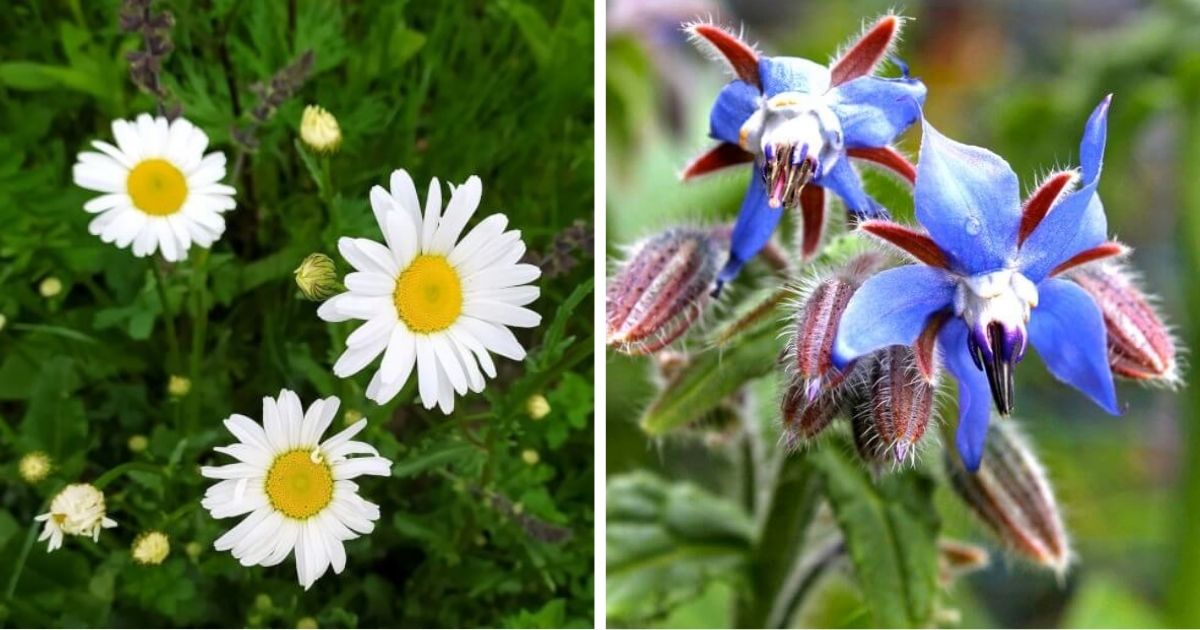 11 Flower Types That Can Make Your Skin Beautiful