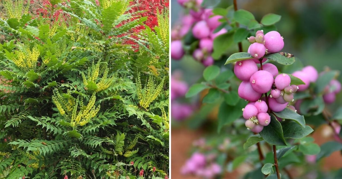 15 Flowering Shrubs To Liven Up Cold Winter Days
