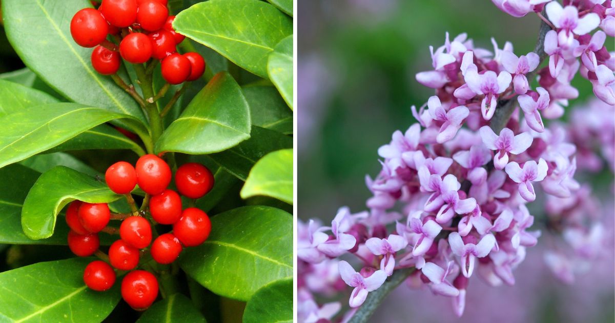 12 Flowering Trees That Grow In Hot Climates