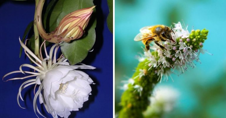 25 Fragrant Flowers You Can’t Resist For Your House