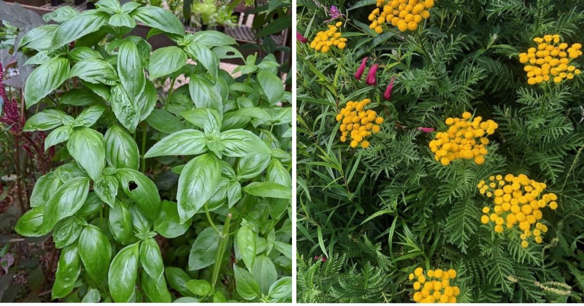 6 Fragrant Plants That Can Get Rid Of Flies