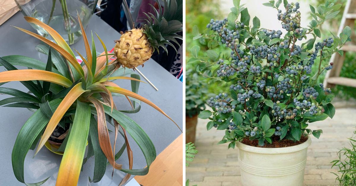10 Fresh And Ornamental Fruit Trees That You Can Grow Easily In Containers