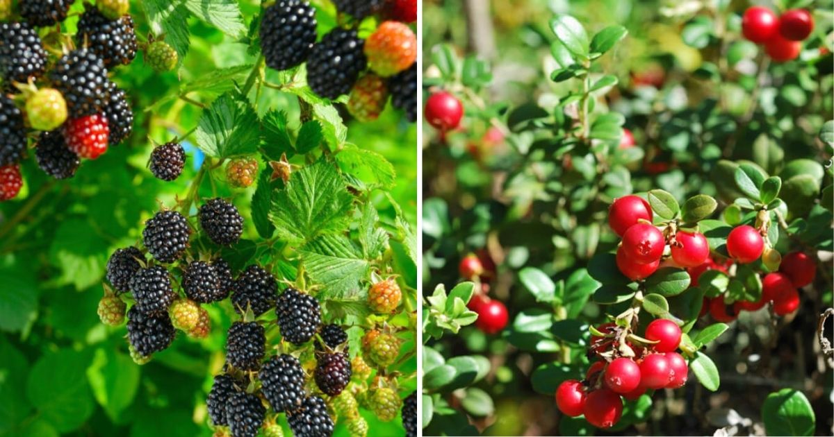 15 Fruit Trees And Berries You Can Grow Shade Areas