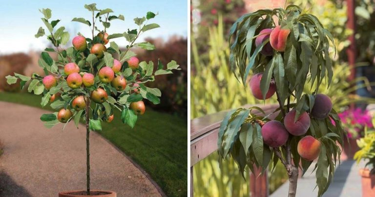 10 Fruit Trees That Can Grow In Containers