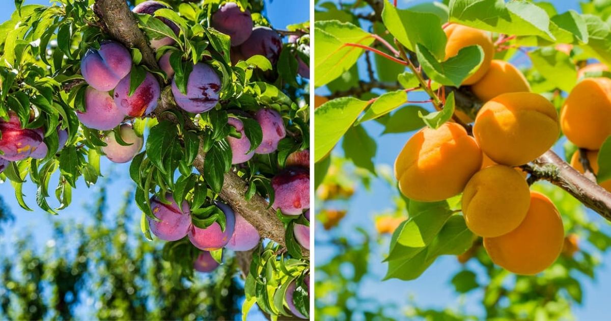 7 Fruit Trees That Thrive In The Cold Weather