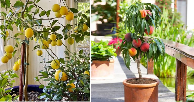 9 Fruit Trees To Grow Indoors