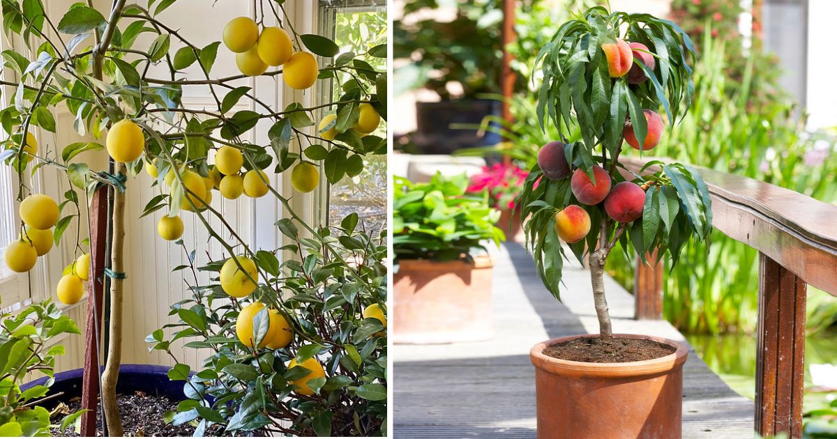 9 Fruit Trees To Grow Indoors
