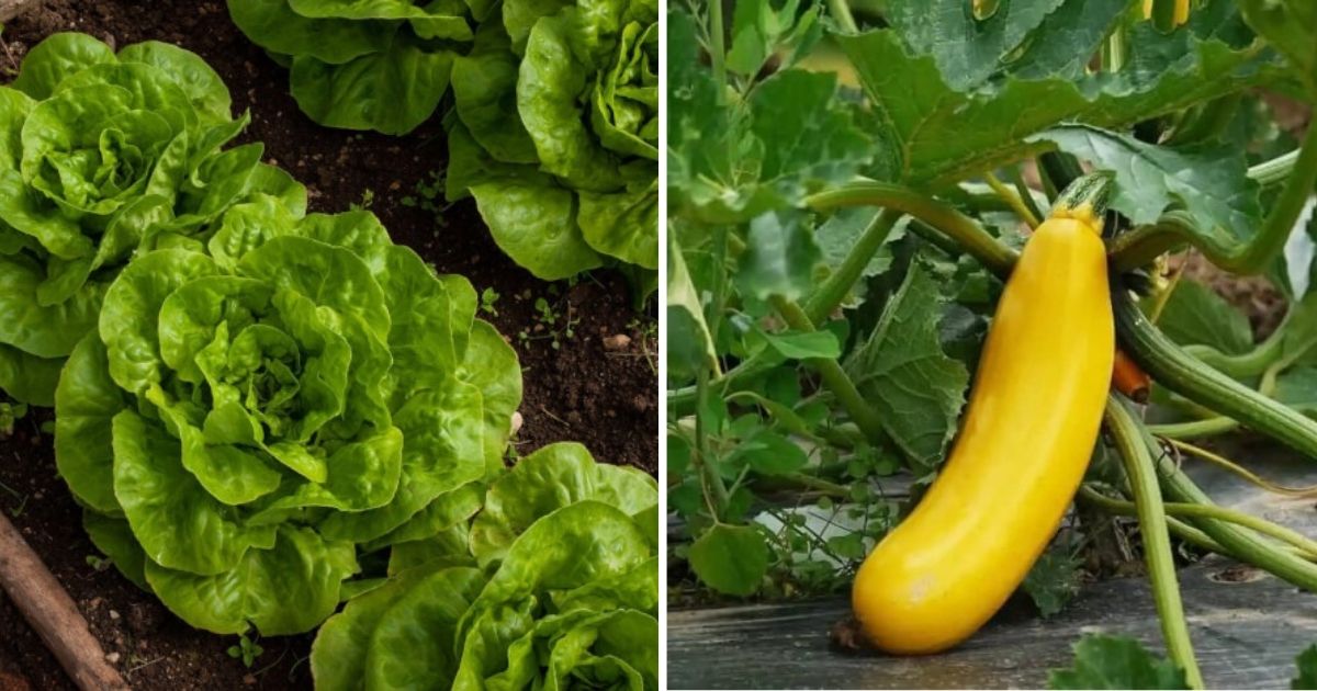 12 Good Vegetables For The Growth Of Peppers