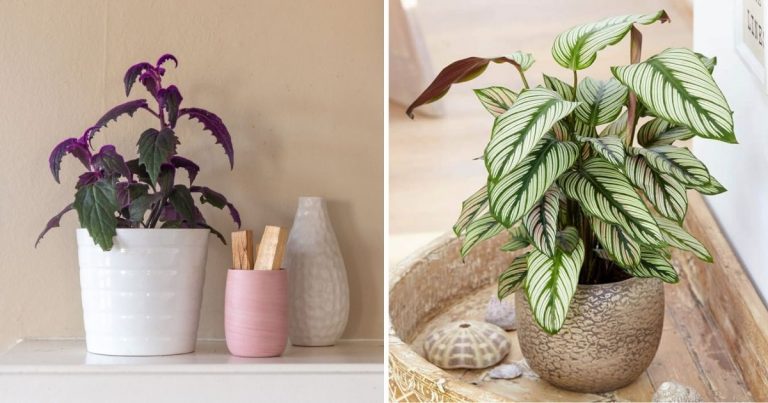 8 Gorgeous Houseplants That Display Velvet Leaves