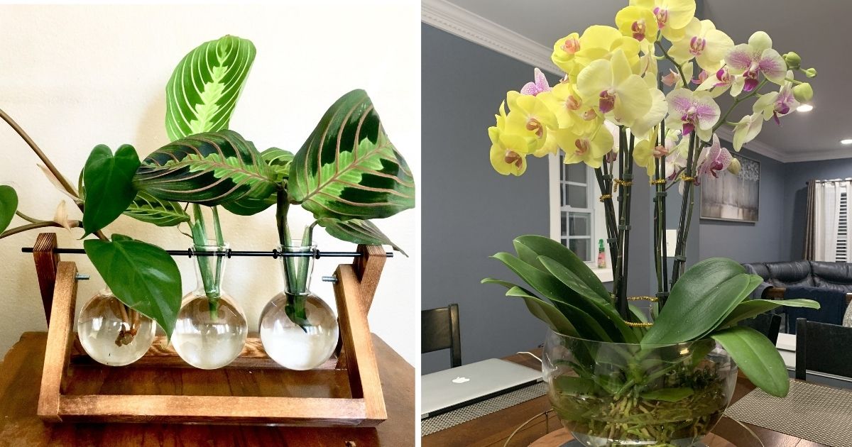20 Gorgeous Houseplants That Grow In Water