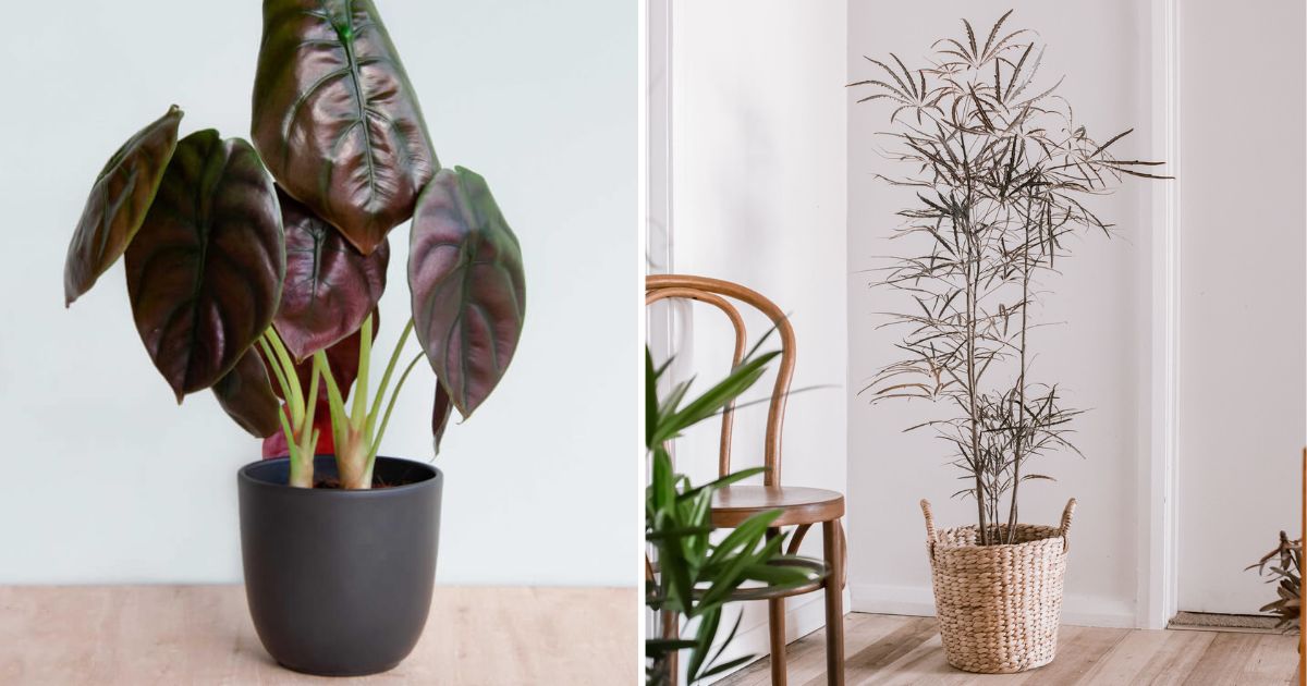 18 Gorgeous Plants That Have Shape Look Like Be Made Of Copper