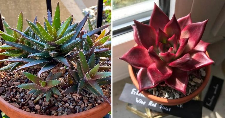12 Gorgeous Succulent Types With Bold Colors For Your Yard