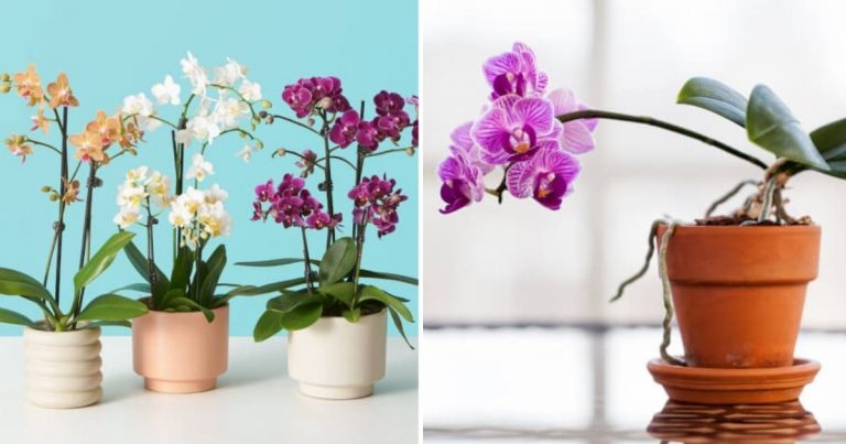 12 Great Benefits Of Growing Orchid Plants