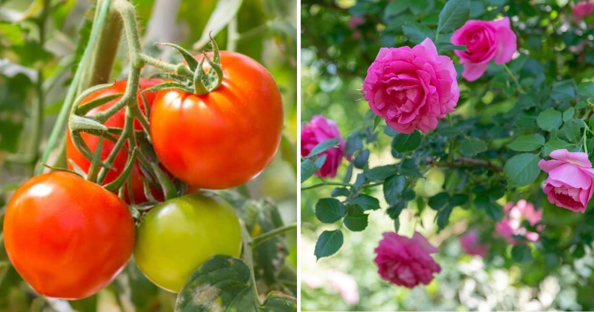 Great Fish Head Benefits For Your Plants You Should Know