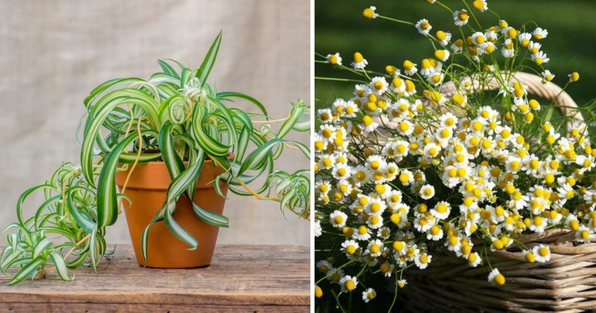 15 Great Healing Indoor Plants To Grow That Can Dramatically Improve Your Health