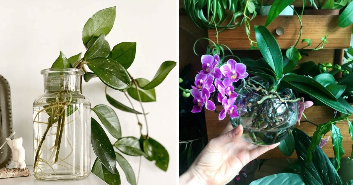 26 Great Houseplants To Grow In Water Vases